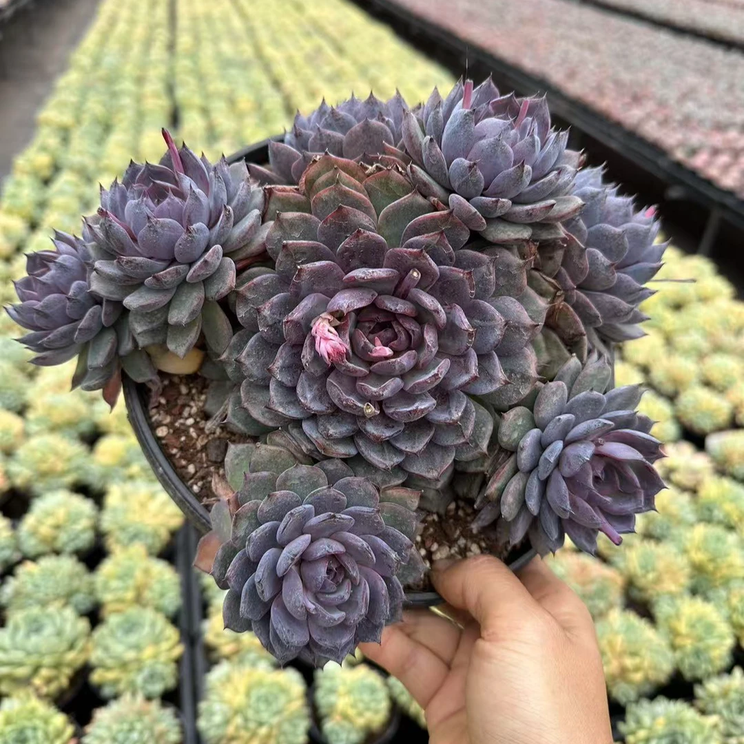 21#蓝色妖姬优秀版多肉植物 前男友精品多肉