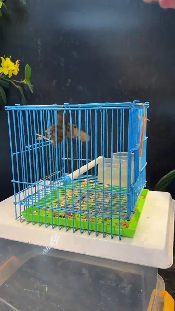 77号  白腹养笼  0元起拍