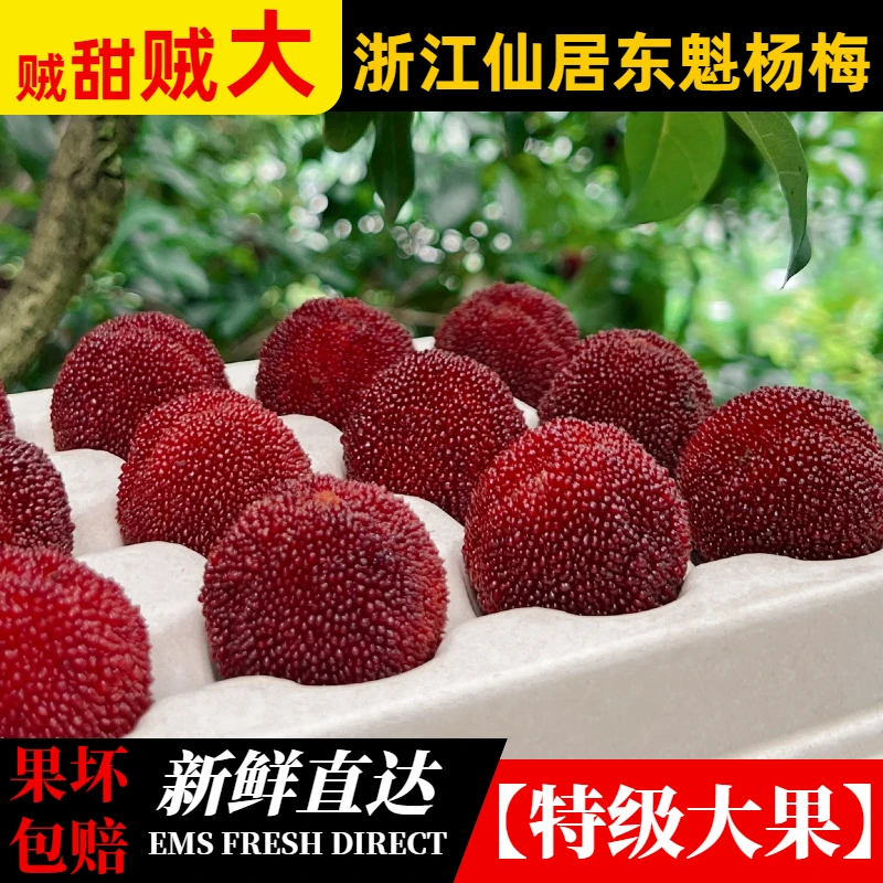 大棚顺丰浙江台州仙居东魁杨梅新鲜现摘孕妇水果送礼盒当季大果