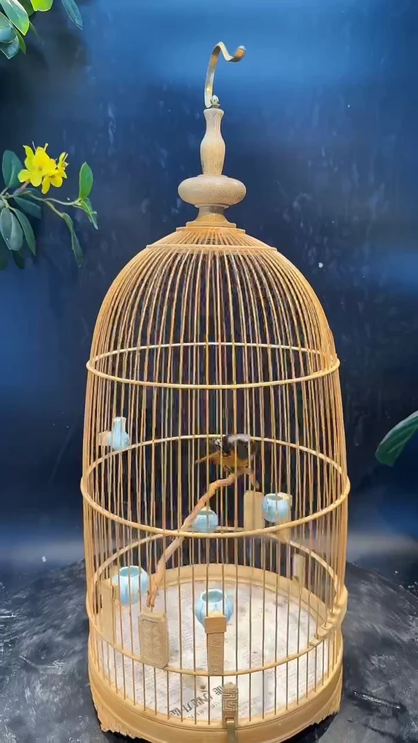 41号 北红 养笼  0元起拍