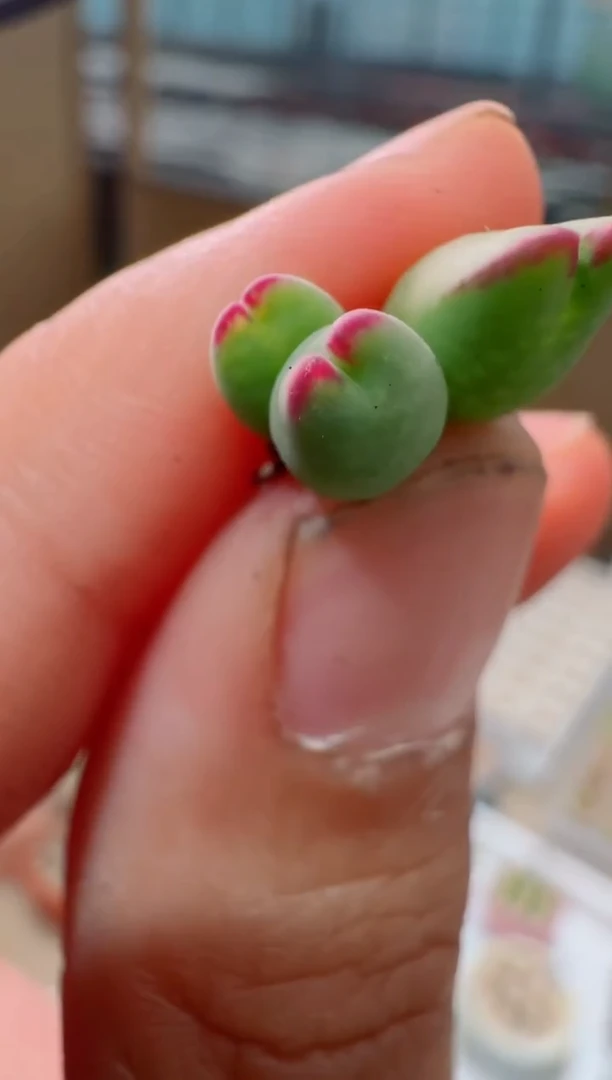【618专场】130多肉植物肉锥(脱土发货)龙猫皮卡丘一颗