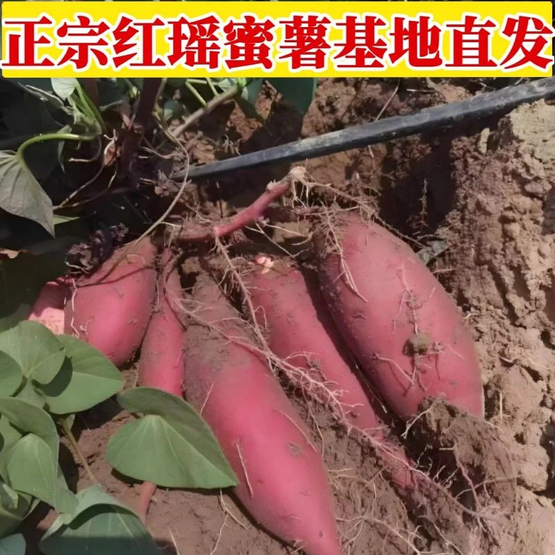 正宗红瑶蜜薯软糯香甜烤地瓜糖心红薯3斤黄心新鲜沙地红遥番薯5斤