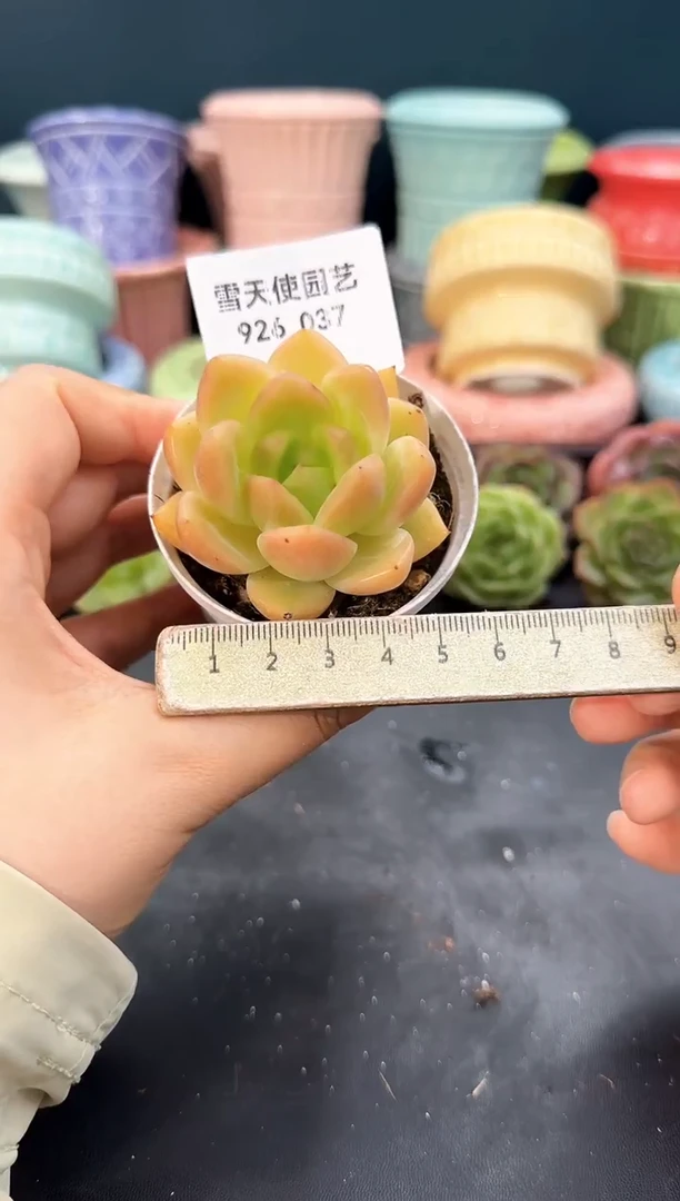 926-037青山（冠幅5cm）