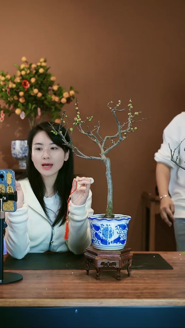 【闪购商品】盆景海棠花