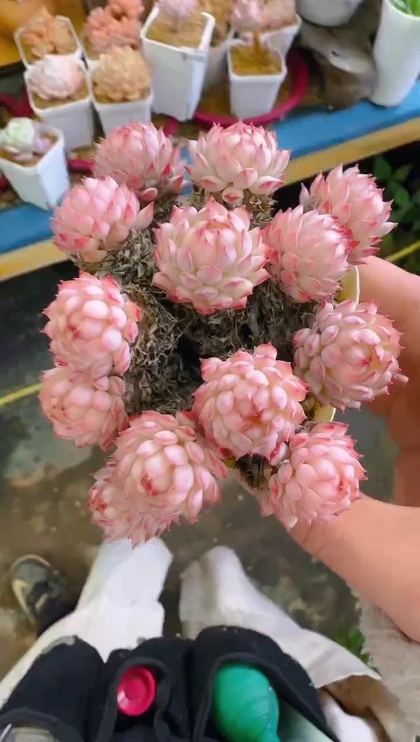 【闪购商品】喜—115—仙农(红二条）