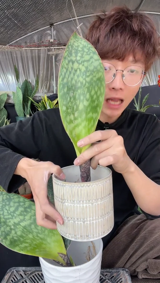 【闪购商品】翡翠宝镜裸根12.8