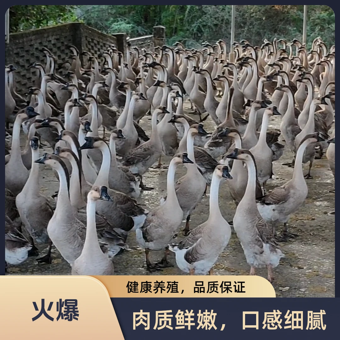 清远乌鬃鹅 3年半老鹅 山水养殖 现宰 现发顺丰冷链
