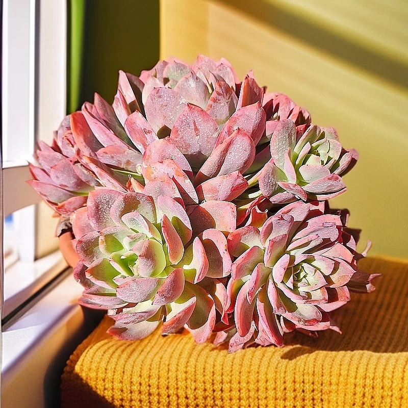 绮罗缀230#云大A1棚 星月多肉 新手必入好看好养一单包邮