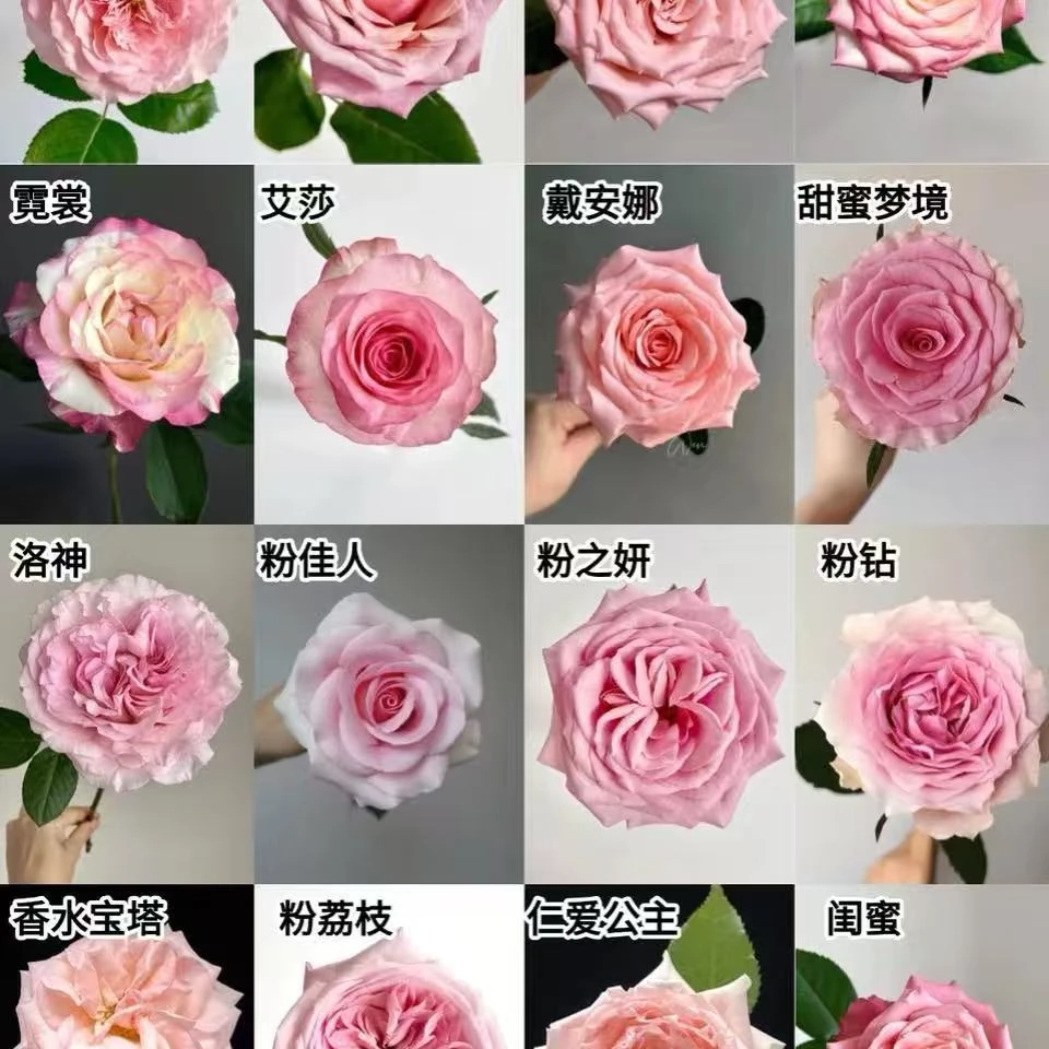 【次日达戴安娜玫瑰组合】家居插花送人今天拍明天到