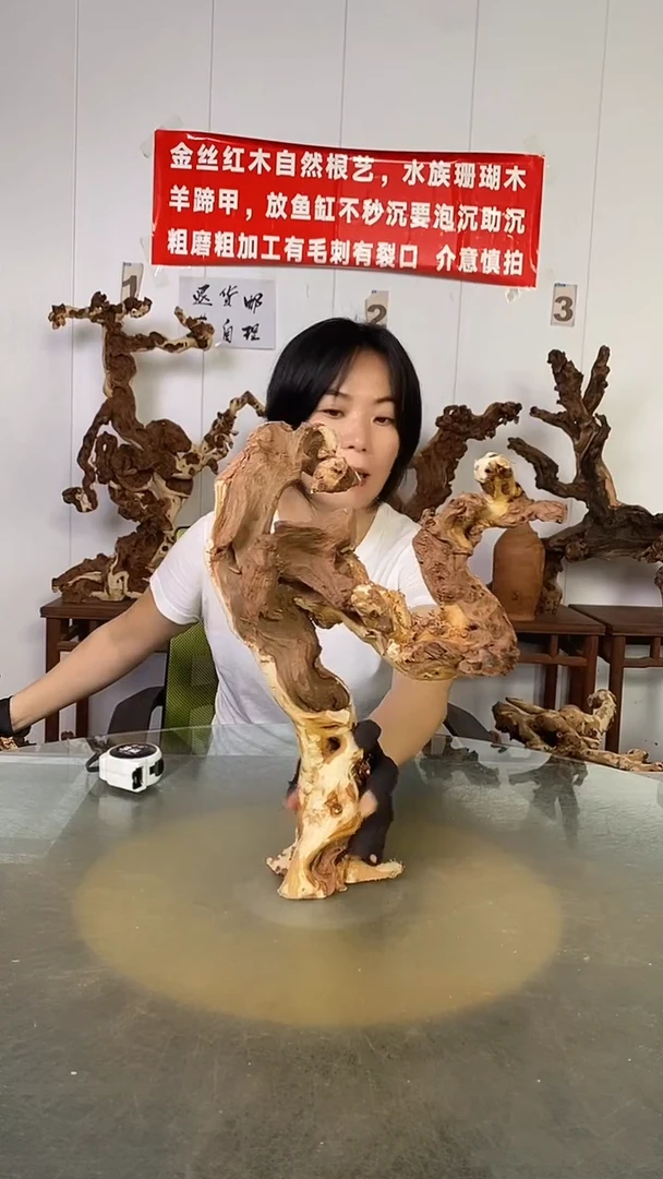 香榧木锦**景金丝红木 羊蹄甲