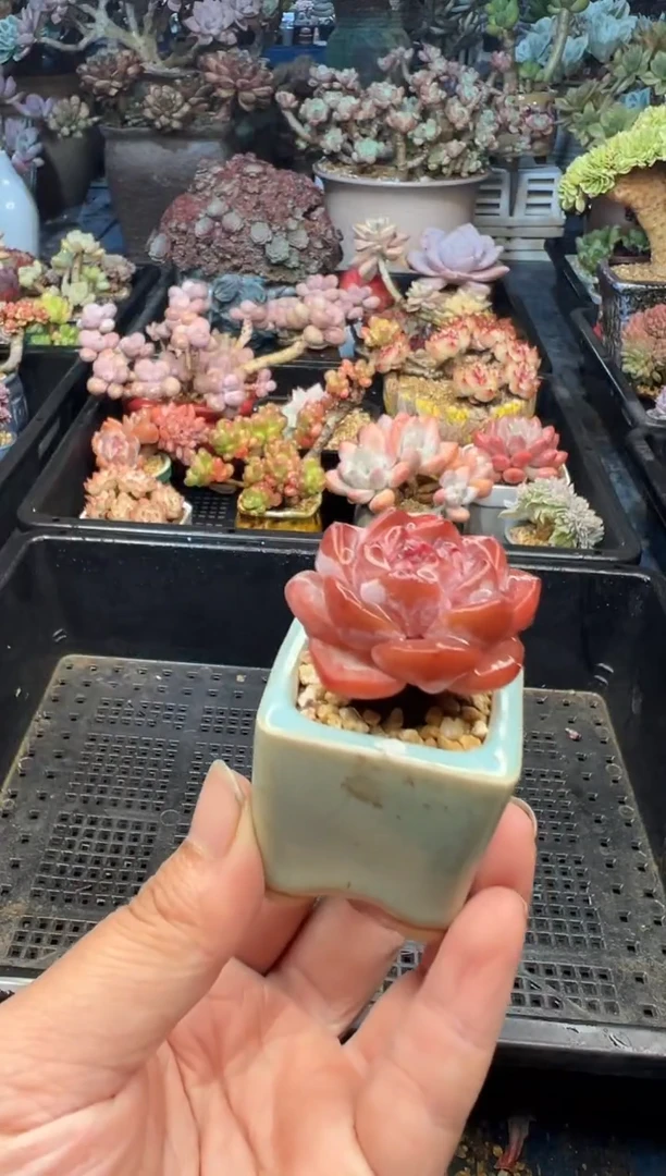 涵**媛415          不带盆