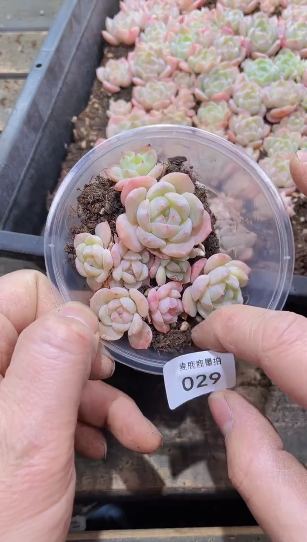 【闪购商品】029白胖云岚量拍1盒