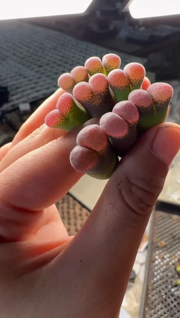 13-132多肉植物一颗