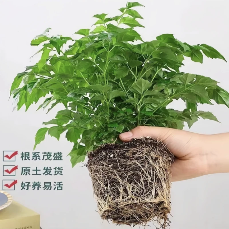 盆栽【基地直销】水培小幸福树桌面盆栽办公室平安树绿宝四季常青懒