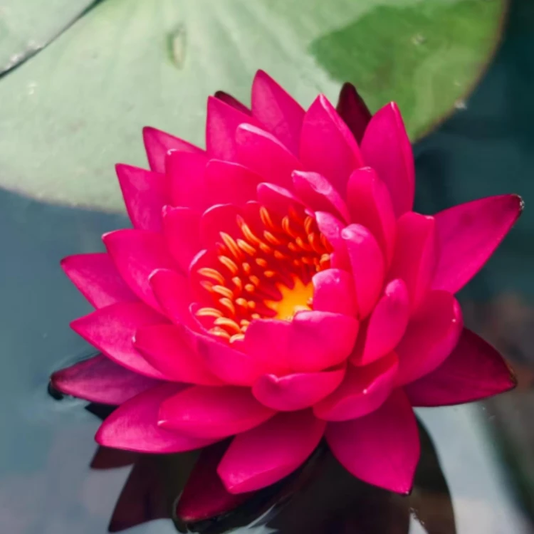 暹罗小姐  带花苞发货睡莲池塘庭院水培花卉水生植物盆栽