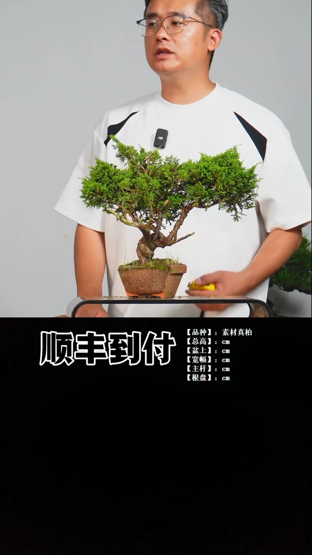 无花朵a005素材真柏bubaoyou