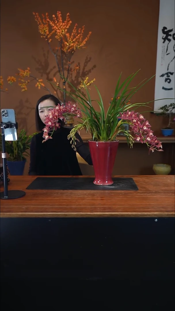 全部花朵红双喜盆景盆景盆景