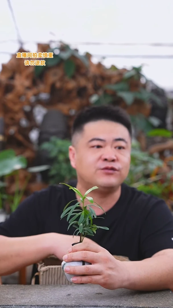 当前无花栽培后可以开花罗汉松047+