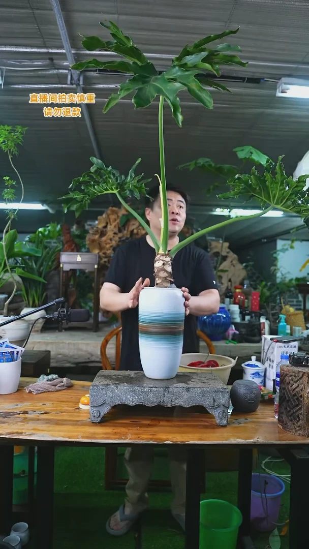 当前无花栽培后可以开花龙鳞春羽超大（釉色深浅自己备注）102T