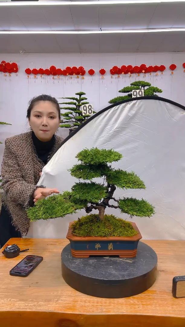 【闪购商品】盆景1