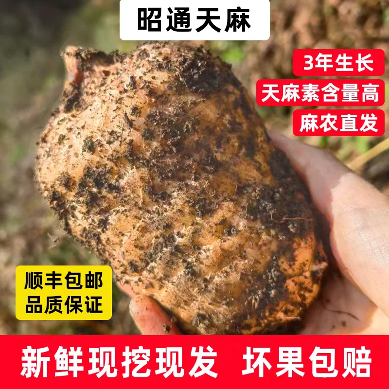2025新鲜天麻正宗昭通小草坝新鲜天麻大果现挖现发天麻送礼佳品