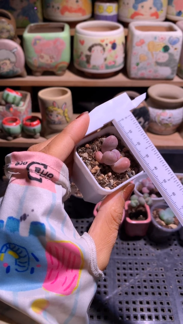 粉甜果奶酪多肉哈