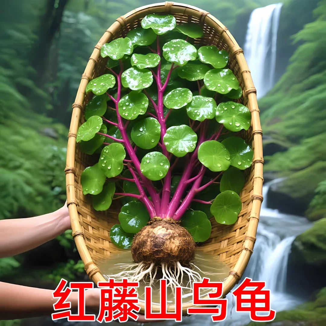红藤山乌龟金不换植物盆栽红藤圆叶爬藤观叶室内水培绿植养死包赔