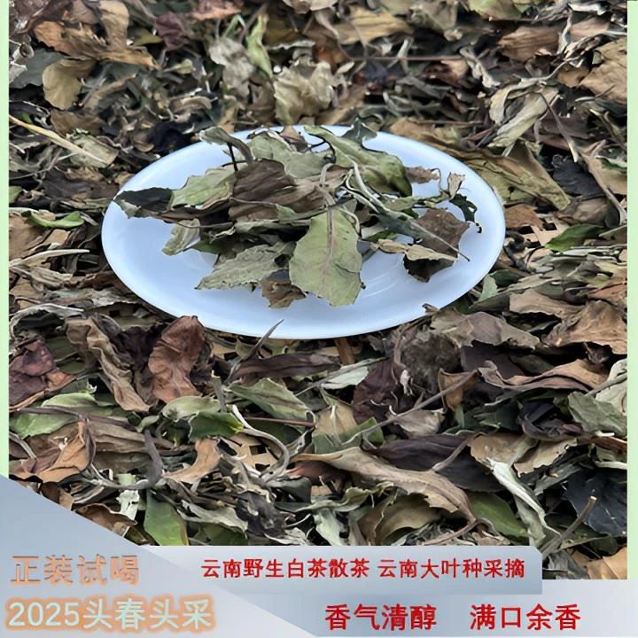 2025年头春头采云南荒野白茶