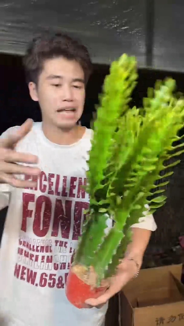 一盆 多头 散 巴西龙骨【带根】