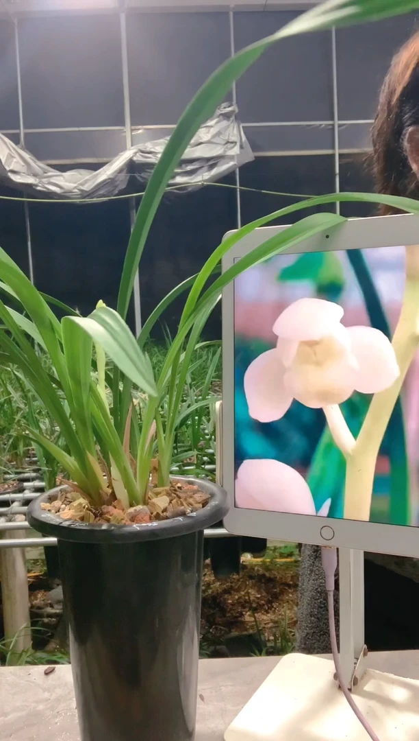 大部分开放少量花苞云*虎太白邀月