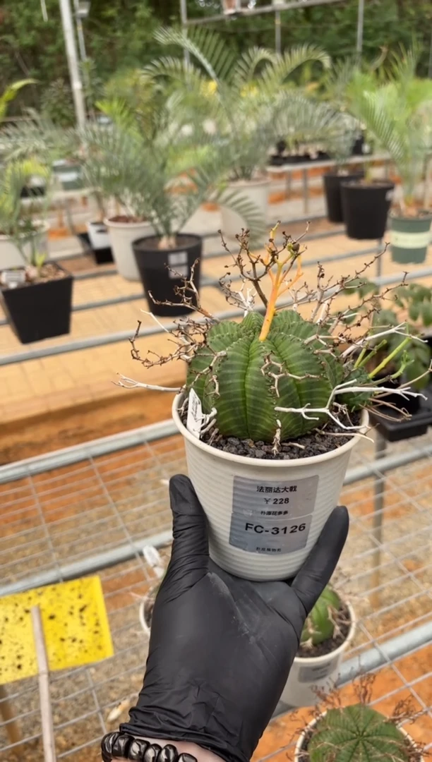 法丽达大戟FC-3126