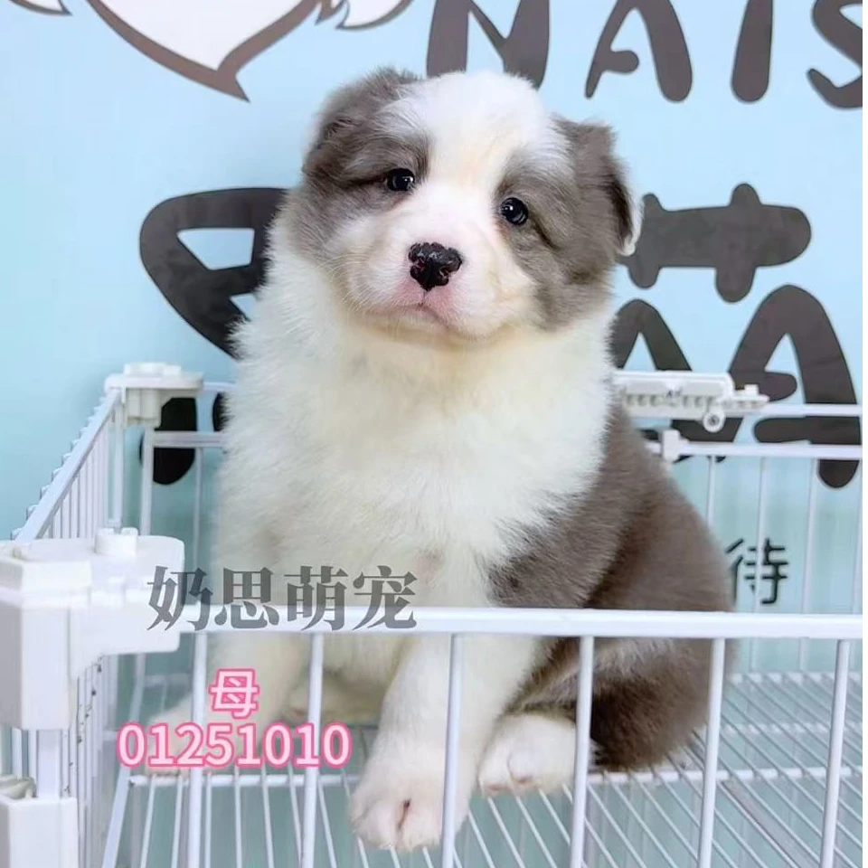奶思家-蓝白边牧母可爱妹妹01251010边境牧羊犬
