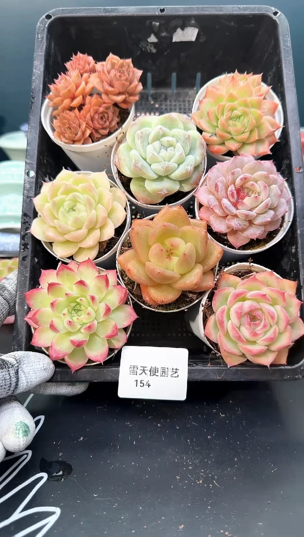 1 54    多肉8颗