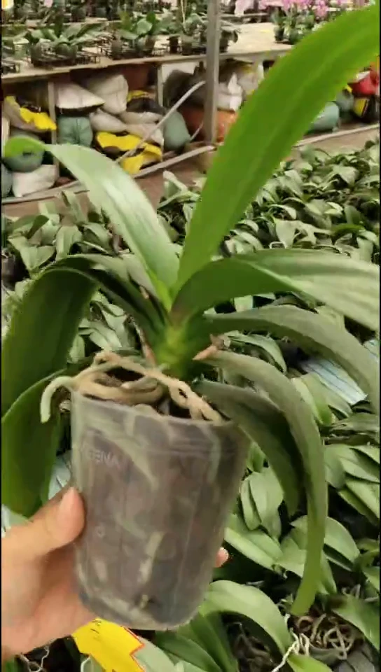 当前无花朵，栽培后可花朵罗马情人 闪购