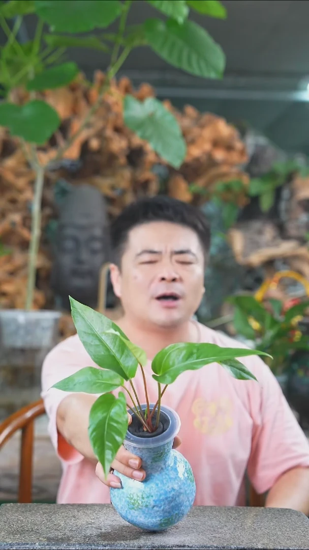 完全开放花烛420T