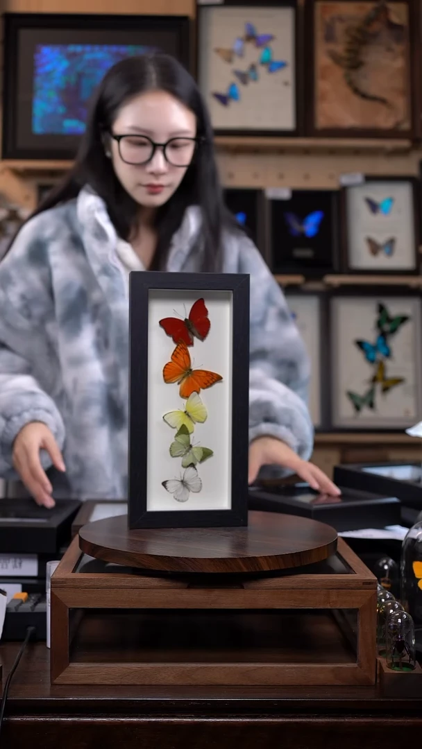 蝴蝶标本摆件竞拍e130