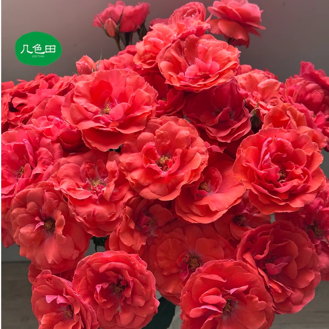 真红之翼 ---稀有多头玫瑰云南直发鲜花云南花插花