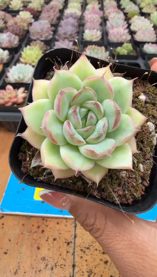 东云多肉园二店-104