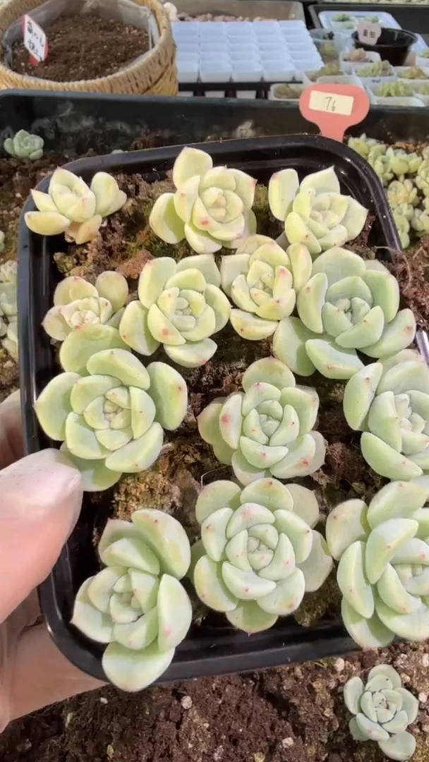 T6切糕1盒 量拍混发