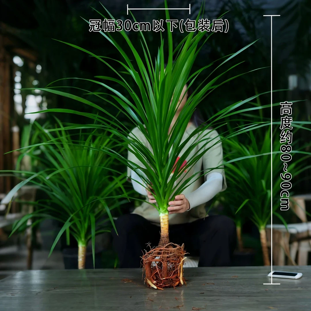 【80-90cm】水培黑珍珠龙血树易活客厅办公室绿植室内盆栽四季常绿