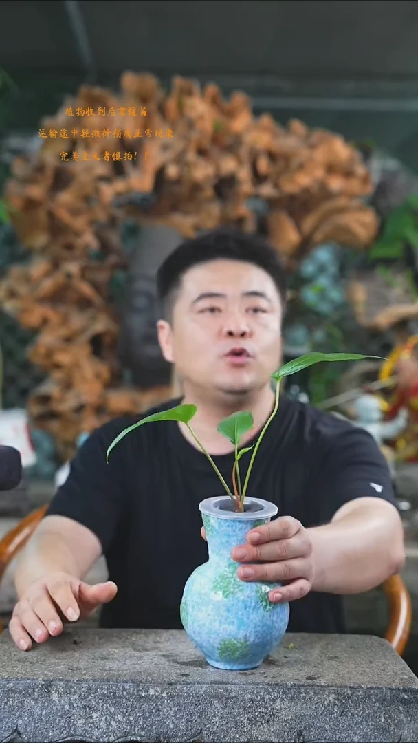 完全开放花烛185+