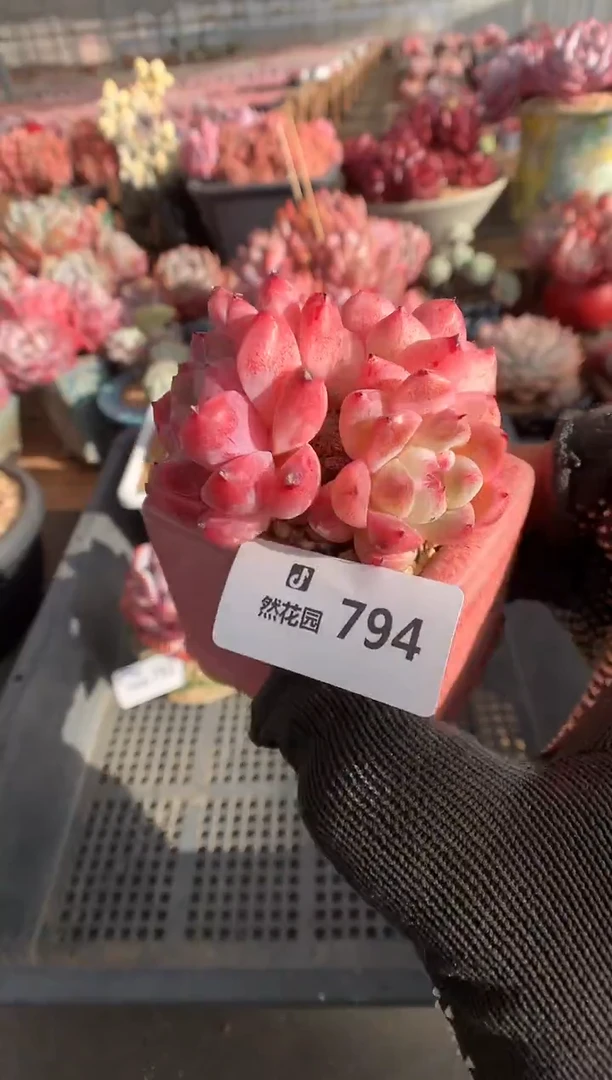 794佳人多肉植物一物一拍