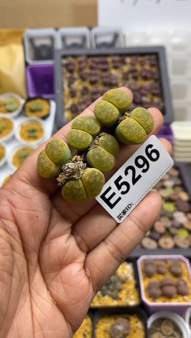 5296开播福利一物一拍