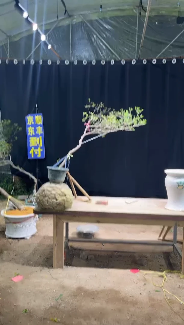 无花朵转**生海岛栀子花