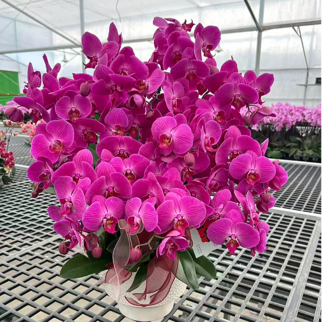 蝴蝶兰 [红辣椒] 真花 秋冬耐寒花卉 四季开花 多样性发货