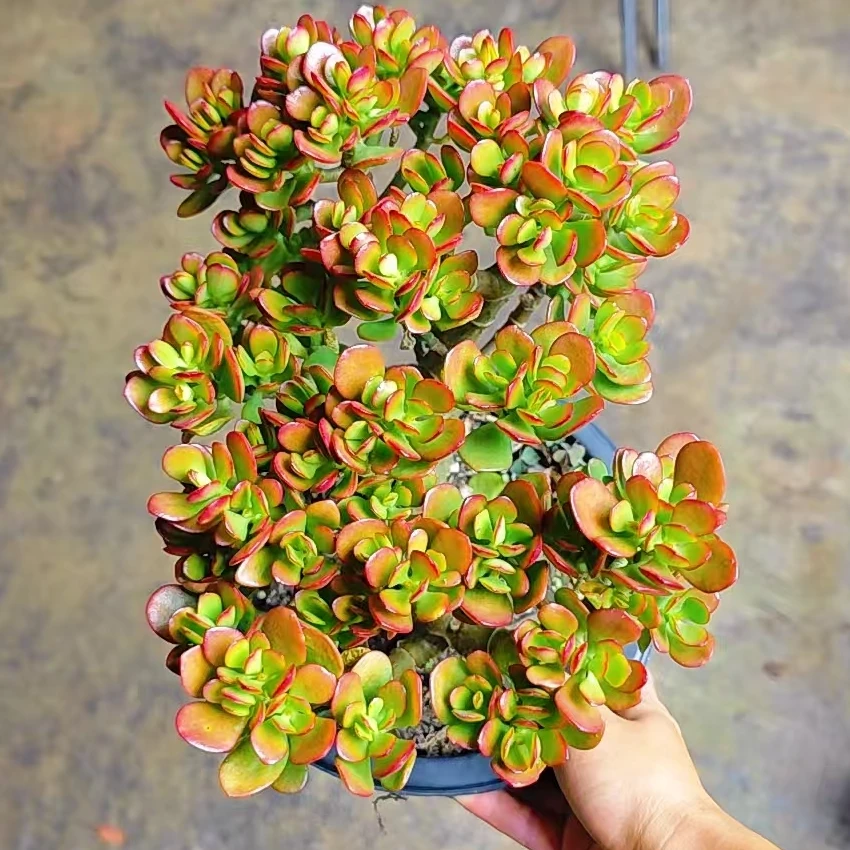姬红花月多肉植物