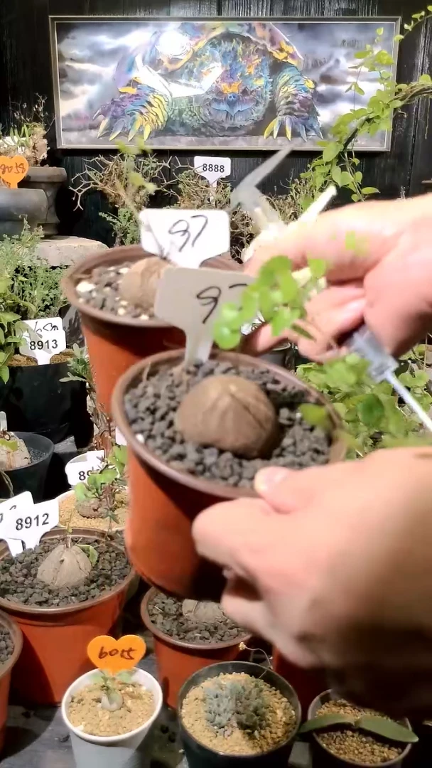 97号1118福利南非龟甲龙买一送一