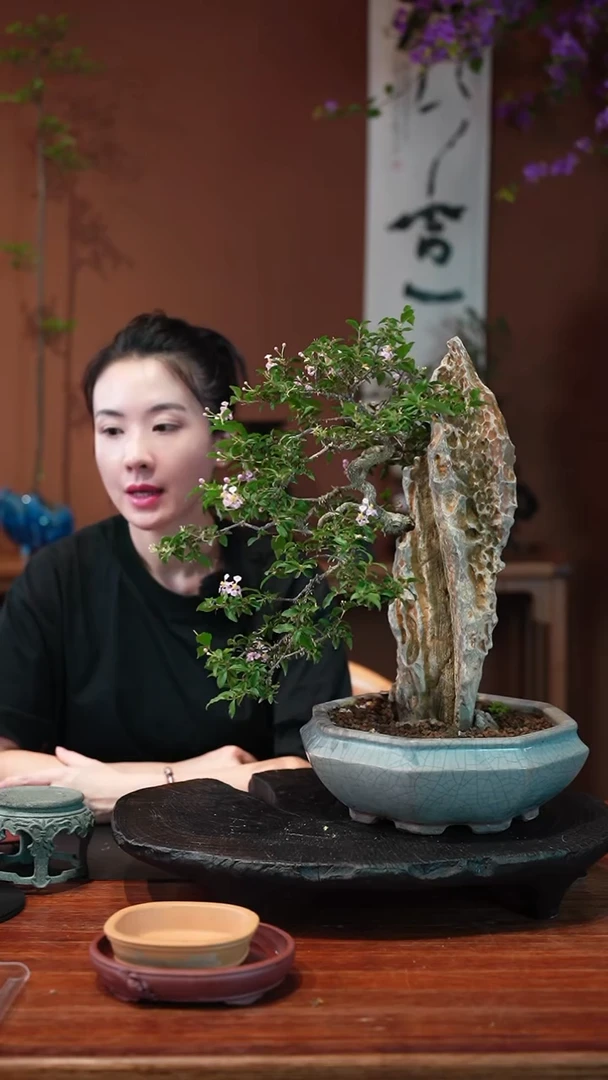 无花朵李氏樱桃盆景盆景