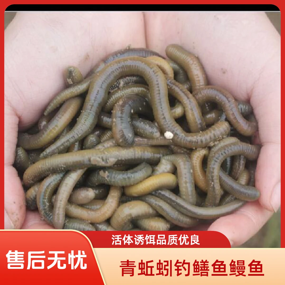 青蚯蚓黑蚯蚓鲜活地龙黄鳝鳝鱼鳗鱼昂刺鱼诱饵活体地龙干