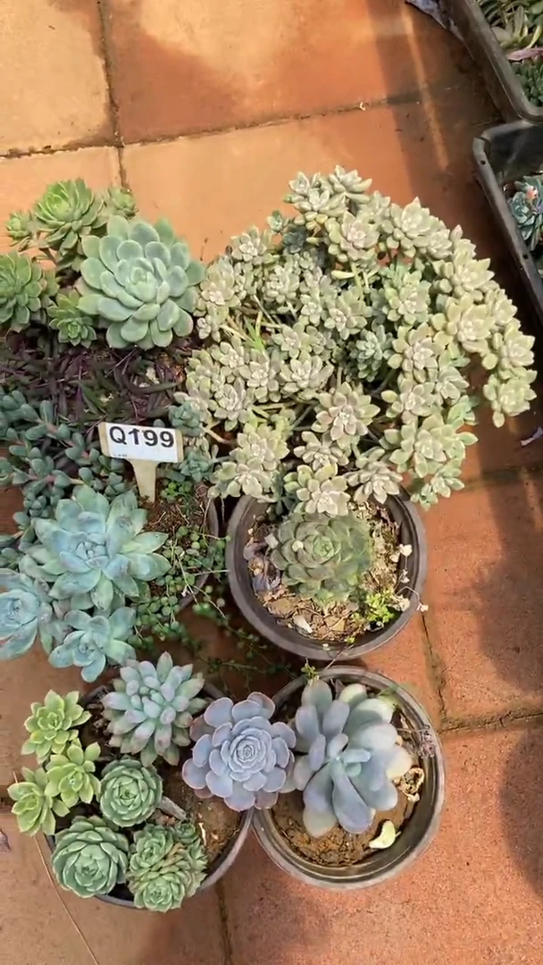 Q199多肉组合默认脱土发货